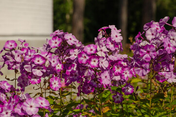 Obraz premium Phlox paniculata in the garden on a summer day. Beautiful lilac flowers