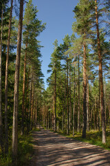 Vertical photo of a summer pine forest and a dirt road in the forest. Wellness and hiking concept
