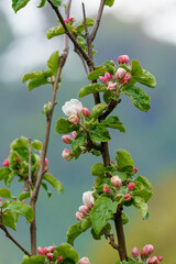 Branch of Apple blossoms on blurred background, spring time, apple blossom growing.