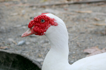 Large white heavy duck look at the camera.