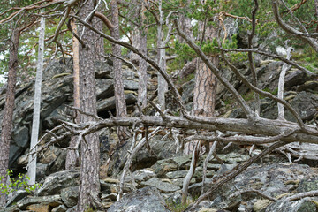 Dead grey tree on the ground in the forest.