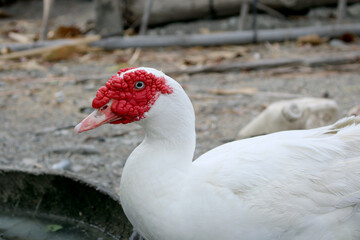 Fototapeta premium Large white heavy duck look at the camera.