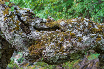 Old bark tree texture in the forest outdoor.