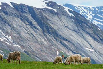 Fototapeta premium Sheeps and lambs at the cottage, with blurred mountain with ice in the background.