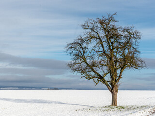 Fototapeta premium EInzelner Baum in einer WInterlandschaft
