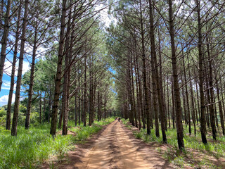 Pine tree forest at summer day