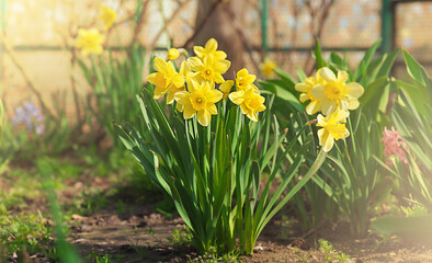 spring yellow daffodil flowers, nature image, macro photo with blurred background, March 8, women's day, spring concept