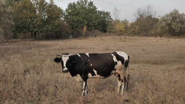 Cow is Looking at Camera. Cow in the field.