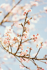 Beautiful Cherry Blossom  or Sakura flower on nature background,soft focus and retro color toned.