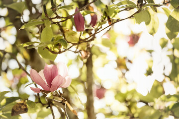 Nature background with pink magnolia flowers blossoming in spring.