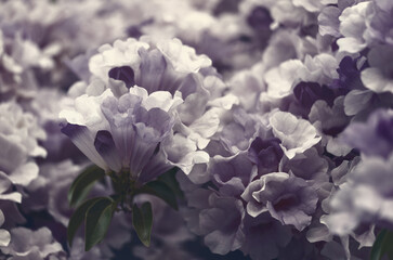 Soft purple flower background for Valentine's day.Soft focus and color toned.