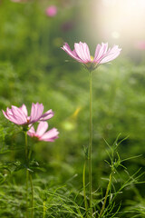 Pink cosmos flowers in nature.