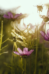 Purple cosmos flowers in nature,low key and macro photography with super shallow depth of field.