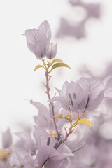 Soft purple Bougainvillea flower in nature with selective focus.Vintage floral background.