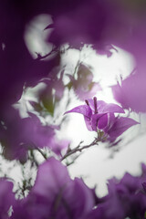 Fototapeta na wymiar Soft purple Bougainvillea flower in nature with selective focus.Vintage floral background.