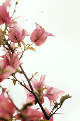 Soft pink Bougainvillea flower in nature. Vintage floral background.