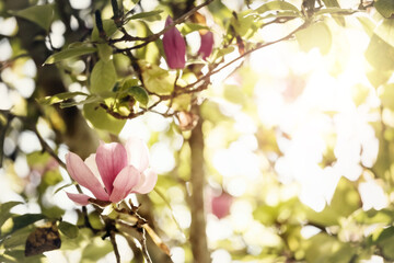 Nature background with pink magnolia flowers blossoming in spring.