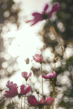 Purple cosmos flowers in nature,low key and macro photography with super shallow depth of field. © chokchaipoo