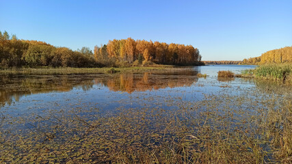 Golden autumn. The shore of the forest lake