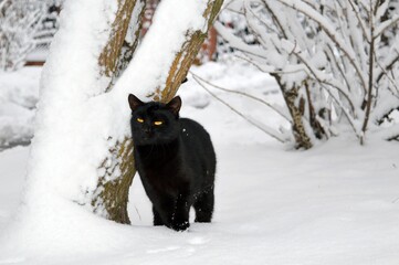 A black cat stands by a tree against a background of white snow in a snowy winter.