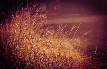 Beautiful Glass flower at the Morning sunrise background