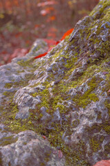 moss on rock
