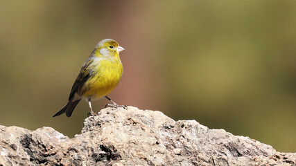 Atlantic Canary on a rock