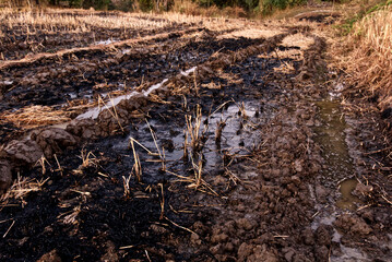 A field with burnt grass. The destruction of insects. Scorched earth, spring fires.  Ecology and Environment issue