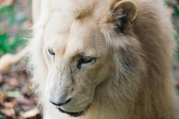 Closeup beautiful portrait of an African Lion.
