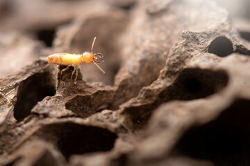 Termites with Termite mound in nature background.	