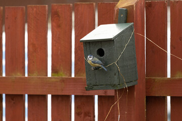 Blue Tit Birdbox