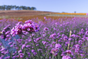 Obraz premium Beautiful Purple flowers in the morning
