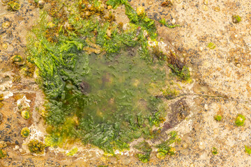 Obraz premium Duntulm Stegosaurus Footprint