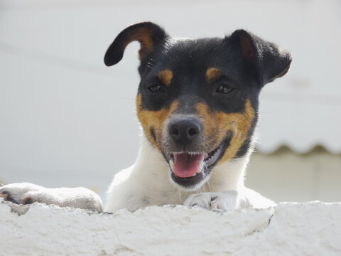 Dog Looking Over Wall