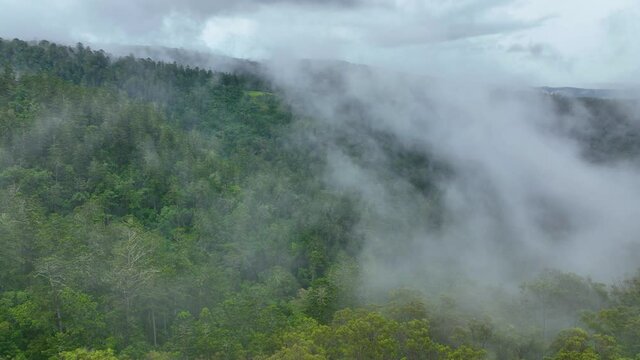 Drone flying through the mist over a stunning Queensland prehistoric rain forest