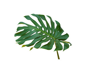 Tropical jungle monstera leaves Isolate on white background