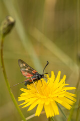 Six Spot Burnet Moth