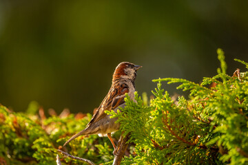 House Sparrow