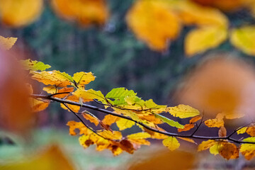Close up of colorful beech trees in a forest at nature reserve in autumn, Netherlands