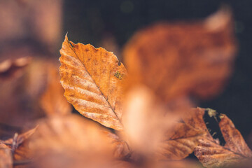 Beautifully colored Beech leaves on a twig with atmospheric details of decay and the autumn season