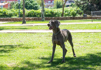 The dog Weimaraner runs happy in the park