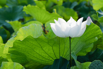 lotus flower - 479732911