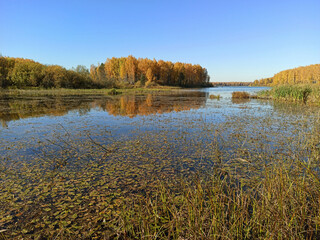 Golden autumn. The shore of the forest lake
