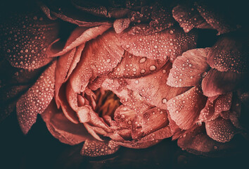Peony flowers. Close-up. Vintage style. Floral background.
