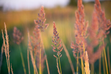 View of the wild grass in the field at golden hour. Close-up. Natural background. - 479732970