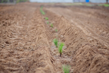 Planting young pine trees in the forest belt