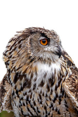 Hibou grand duc en gros plan sur fond blanc