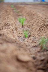 Planting young pine trees in the forest belt