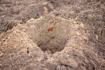 Planting young trees in the forest belt. Forest restoration. Tree planting. Forest creation