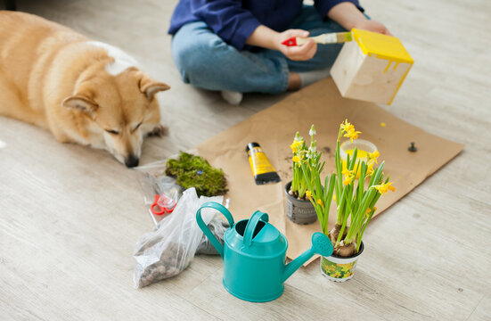 Girl And Corgi Dog Painting A Yelow Wooden Pot For Flowers At Home - Spring Home Renovation And Diy Projects For Easter